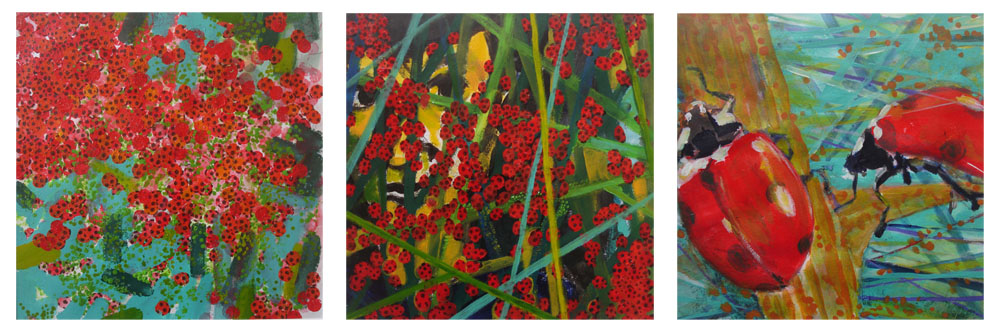 coccinelles